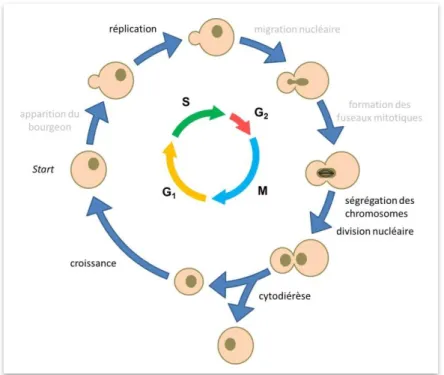 Figure 10.  Cycle cellulaire de la levure Saccharomyces cerevisiae 