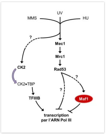 Figure 12.   La transcription par l’ARN Pol III est régulée par des protéines de checkpoint 