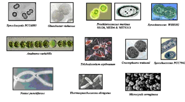 Figure 1: Diversité morphologique des cyanobactéries.  Photographies  en  microscopie  photonique ou  électronique  de  plusieurs  cyanobactéries  dont  le  génome  est  séquencé   (http://www-cyanosite.bio.purdue.edu/).