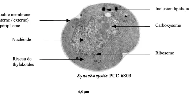 Figure  2  :  Synechocystis  est  un  organisme  procaryote  photosynthétique.  D’après  Shinodou Okamato  (http://cyano.genome.jp)