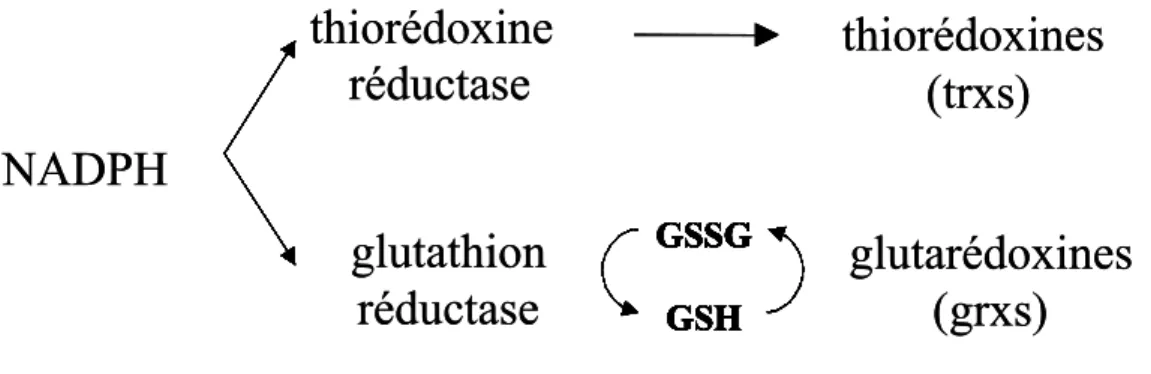 Figure  12  :  Les  deux  voies  de  contrôle  du  métabolisme  rédox.  GSH  glutathion  réduit,  GSSG glutathion oxydé