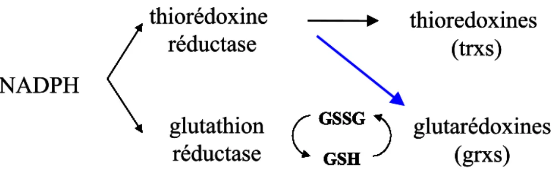 Figure  17  :  Système  de  réduction  des  glutarédoxines  passant  par  le  glutathion  (GSH)  ou  la thioredoxine réductase