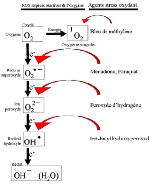 Figure 24 : Les différentes formes d’ERO générées par divers agents oxydants