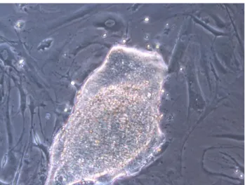 Figure  1:  Une  colonie  de  cellules  souches  sur  des  fibroblastes  (cellules  nourricières)  cultivées  en  présence de LIF et de sérum de veau fœtal. Grossissement X100 