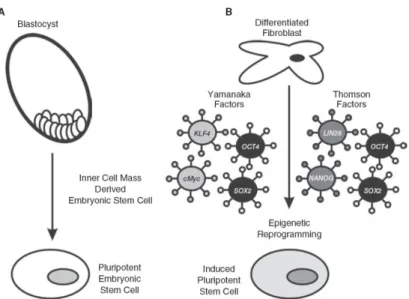 Figure  3:  Reprogrammation  des  cellules  différenciées.  (A)  provenance  originelle  des  cellules  ES  (B)  reprogrammation  de  cellules  différenciées  à  l'aide  de  facteurs  clefs  essentiels  aux  cellules  ES