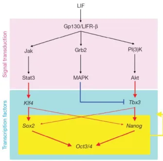 Figure 4: Différentes voies d'action du LIF, tiré de Niwa et al., 2009. 