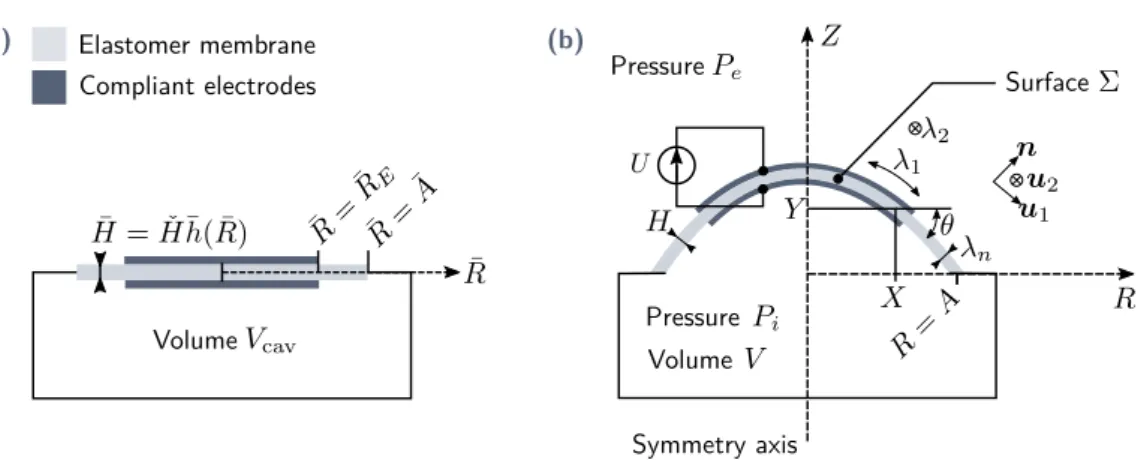 Fig. 2.6. Schematics of the studied system. (a) Reference configuration, where the membrane is flat