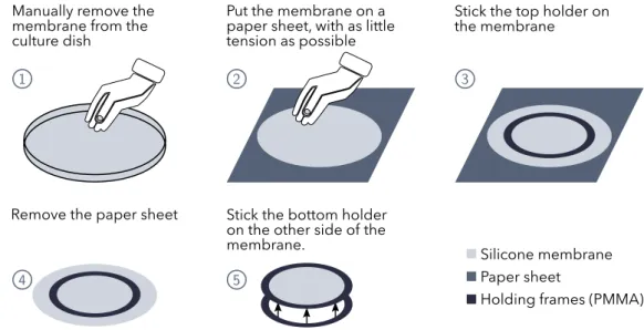Fig. 3.3. Release of the membrane from the culture dish after spin-coating, and mounting on the holders.
