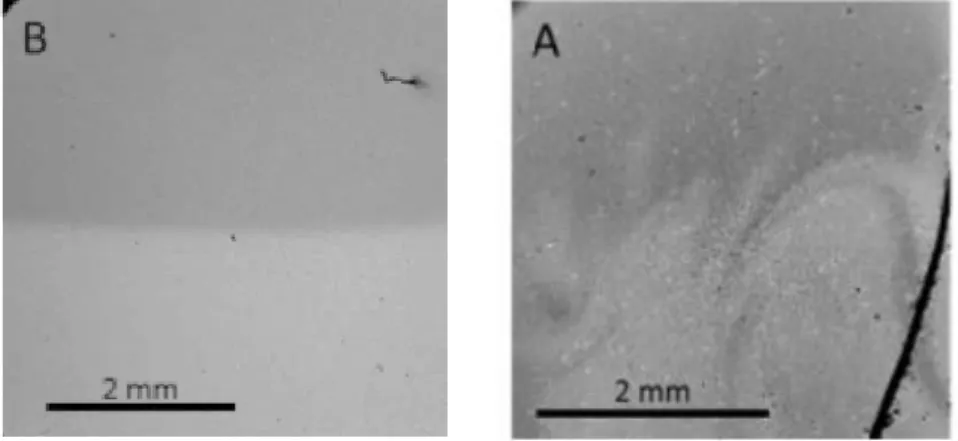 Figure 12 : Micrographies MEB en électrons rétrodiffusés  de l’interface entre deux verres
