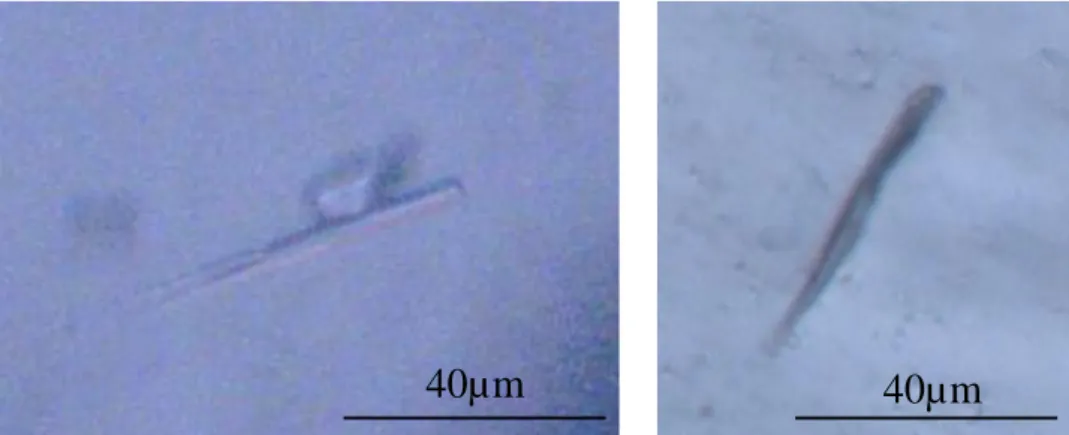 Figure 44 : Cristaux d’apatite visibles au microscope optique en lumière transmise dans le verre Nd  traité thermiquement à 1175°C pendant 24h