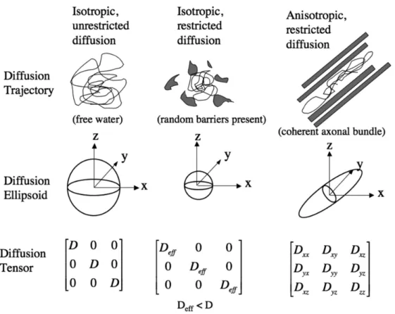 Figure 6.9: Modeling anisotropy with diffusion tensors. Image taken from http://www.ajnr.org/