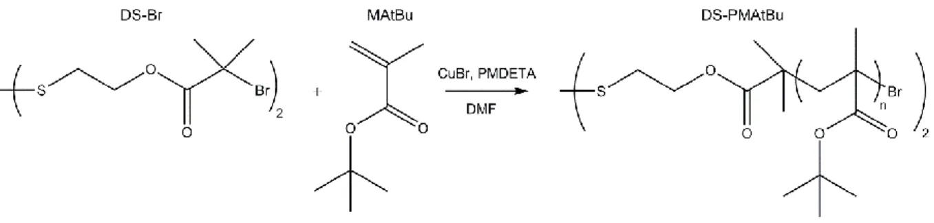 Figure II.4 - Polymérisation du méthacrylate de tert-butyle par ATRP 
