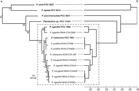 Figure 3.  Scheme of the structure of GvpC proteins of Planktothrix. (a) Alignment of GvpC protein variants  of Planktothrix sp