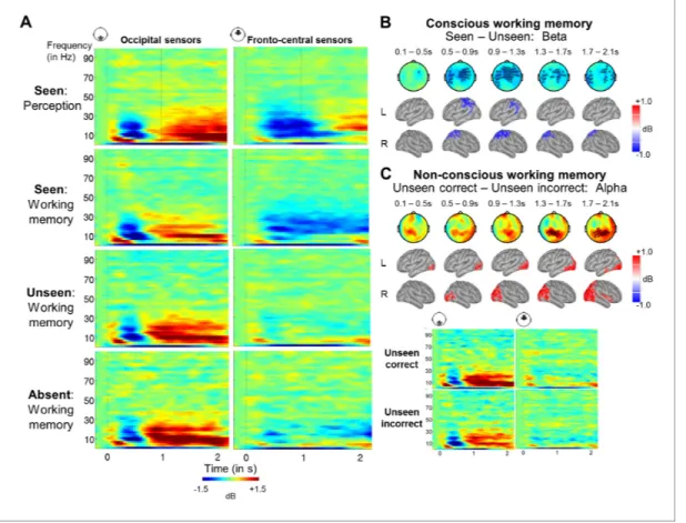 Figure supplement 1. Alpha- and beta-band desynchronizations serve as a general signature of conscious processing and conscious working memory.
