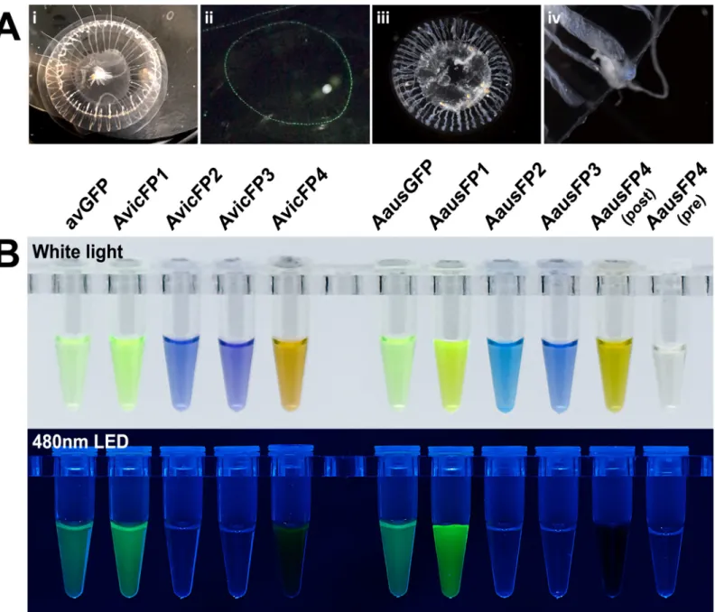 Fig 1. Photographs of Aequorea individuals from this study and purified fluorescent proteins cloned from these samples