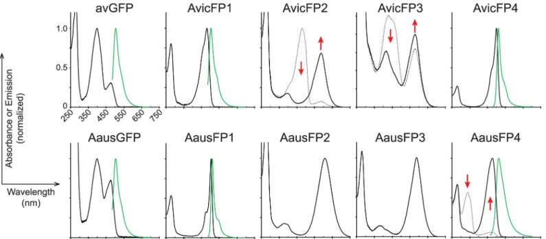 Fig 2. Absorbance and emission spectra (where measurable) for FP homologs in this study
