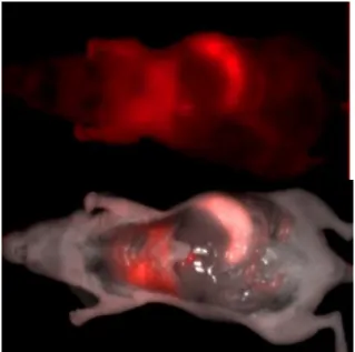 Figure 3:  In vivo lung NIR fluorescence imaging. Mice were injected with 50 µg (200 µl)  of  ß-galactosidase  plasmid  DNA  combined  with  “In  vivo-PEI”
