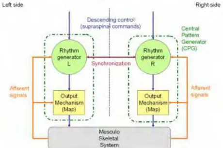 Fig. 8. CPG architecture for movement control in vertebrates. 