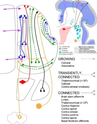 Figure 3: Growing pathways during the late preterm period 