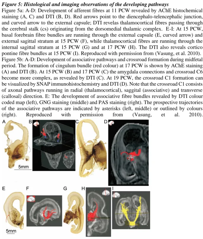 Figure 5: Histological and imaging observations of the developing pathways 