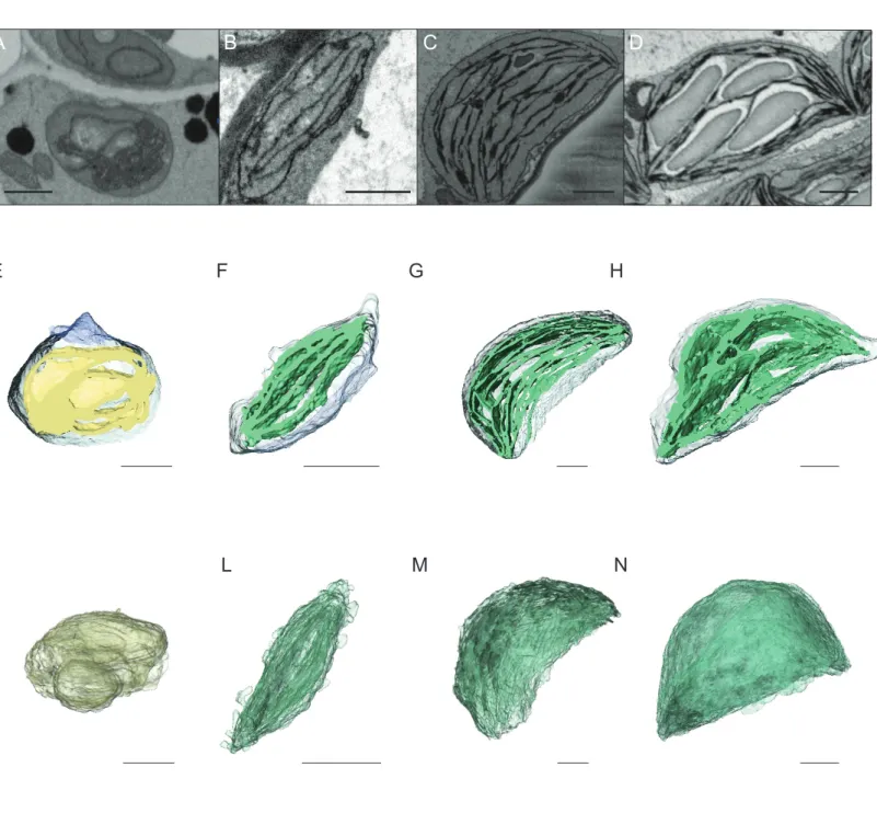 Figure  3:  3D  reconstructions  of  chloroplast  thylakoid  network  during  de-etiolation