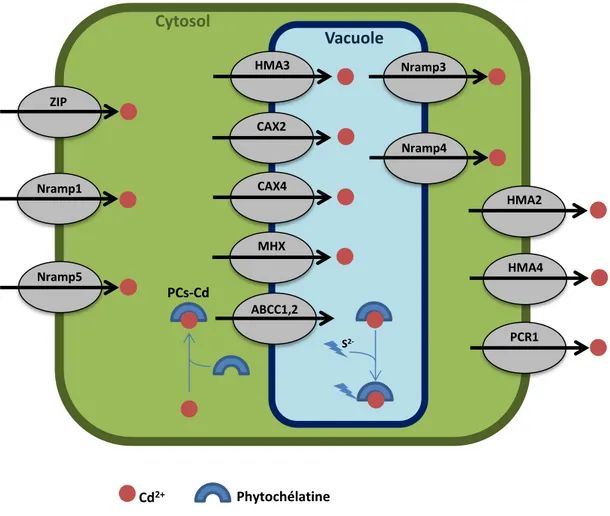 Figure  3 :  Mécanismes  moléculaires  de  la  cellule  végétale  en  réponse  au  Cd 2+ 