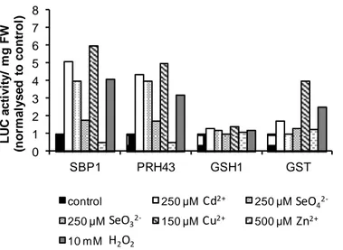 Figure  10 :  Profil  d’expression  de  SBP1,  PRH43  (APR2),  GSH1  et  GST  en  réponse  à  différents  stress