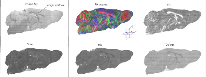 Figure 6. Cartographies d’une coupe sagittale du cerveau de souris obtenues à partir de l’imagerie DTI