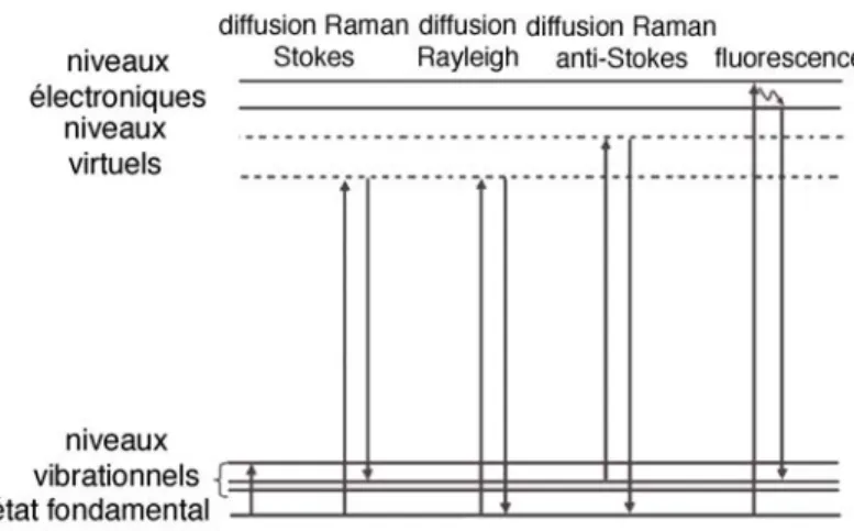 Fig. 2.5 – Interaction entre la radiation incidente et la mati` ere : diffusions ´ elastique, in´ elastique et fluorescence.