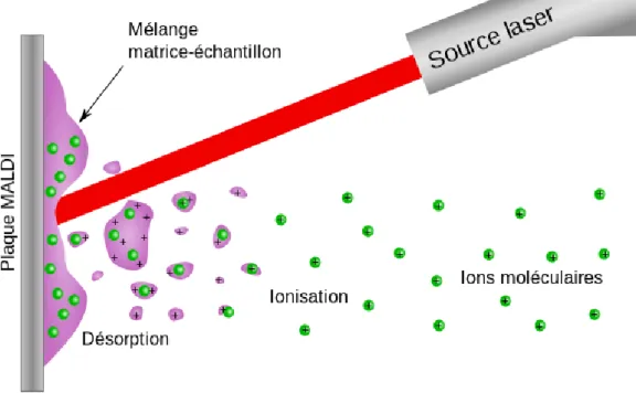 Figure 11 illustrant le principe du MALDI : désorption – ionisation au laser.  