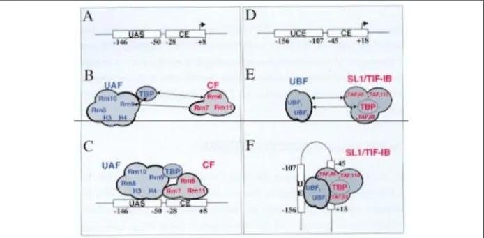 Figure 3. Complexe de préinitiation chez la levure  S. cerevisiae  et chez l’homme: 