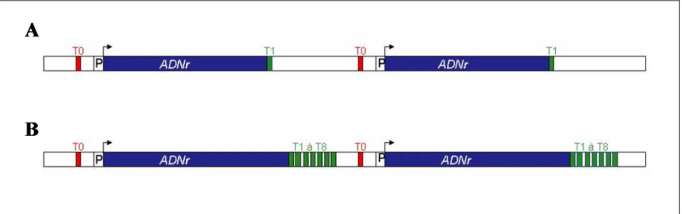 Figure 5. Localisation des éléments terminateurs au sein de l’unité d’ADNr.  