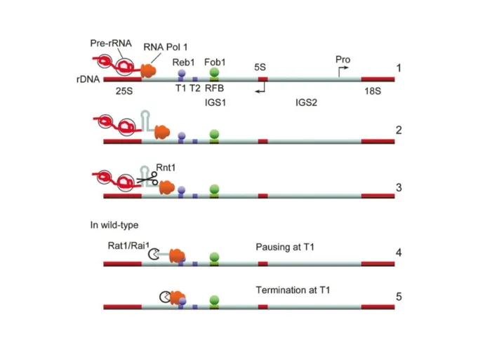 Figure 7. Modèle de la terminaison de la transcription par l’ARN polymérase I 