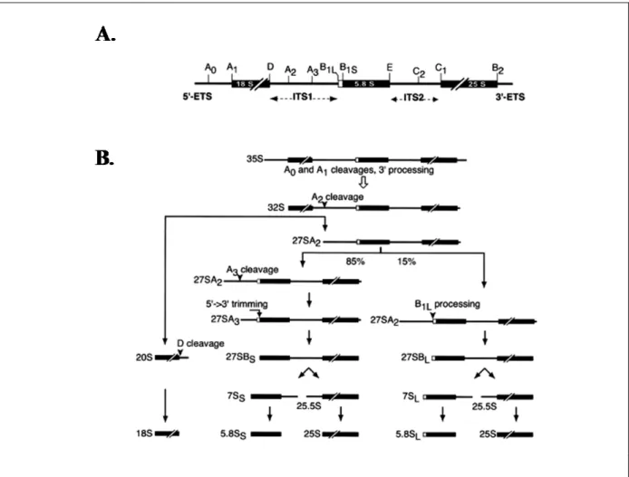 Figure 8. Maturation du pré-ARNr chez la levure  Saccharomyces cerevisiae. 
