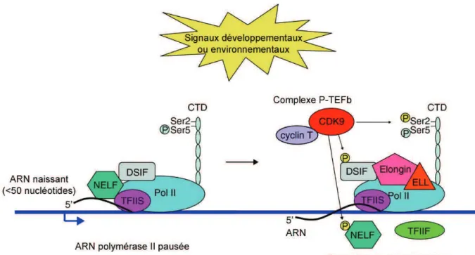 Figure  3.  ARN  polymérase  II  en  situation  de  pause  au  promoteur  et  transition  vers  l'étape  d'élongation (d'après Wu &amp; Snyder, 2008)