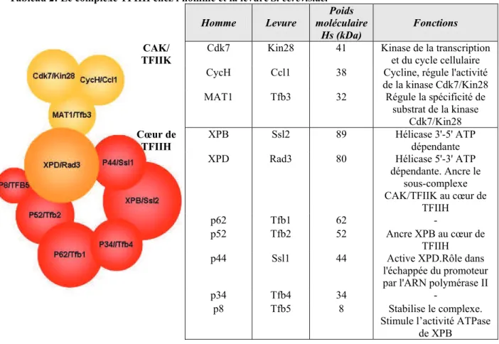 Tableau 2: Le complexe TFIIH chez l'homme et la levure S. cerevisiae. 