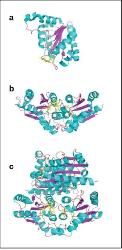 Figure  1.2  Structure  of  quinone  reductases.  a)  E.  coli  flavodoxin  b)  Lot6p from S
