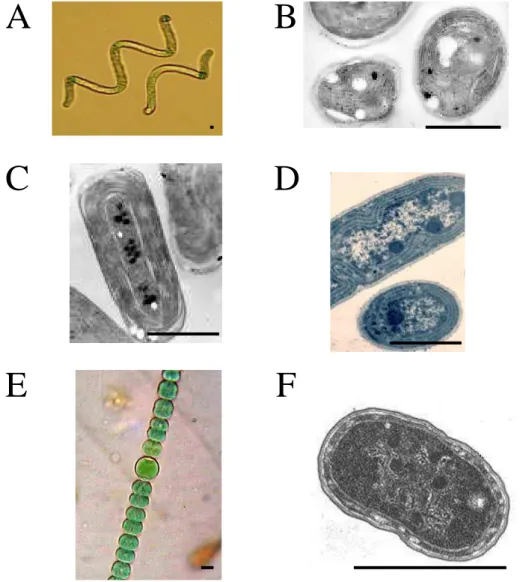 Figure  I.2  :  Quelques  cyanobactéries  vues  par  microscopie  électronique  et  microscopie optique 