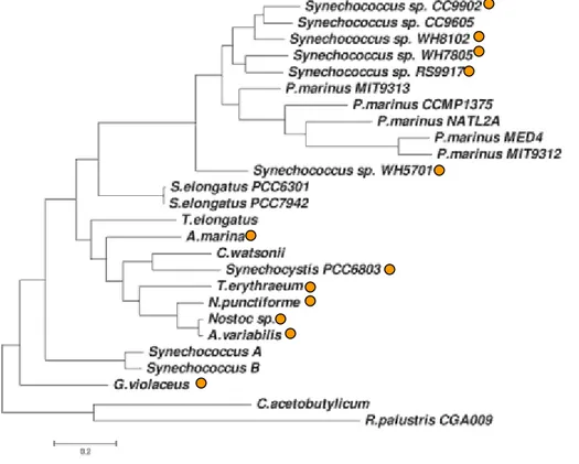 Figure  I.4  :  Arbre  phylogénique  des  cyanobactéries  réalisé  à  partir  de  24  génomes  de  cyanobactéries d’après Swingley et al