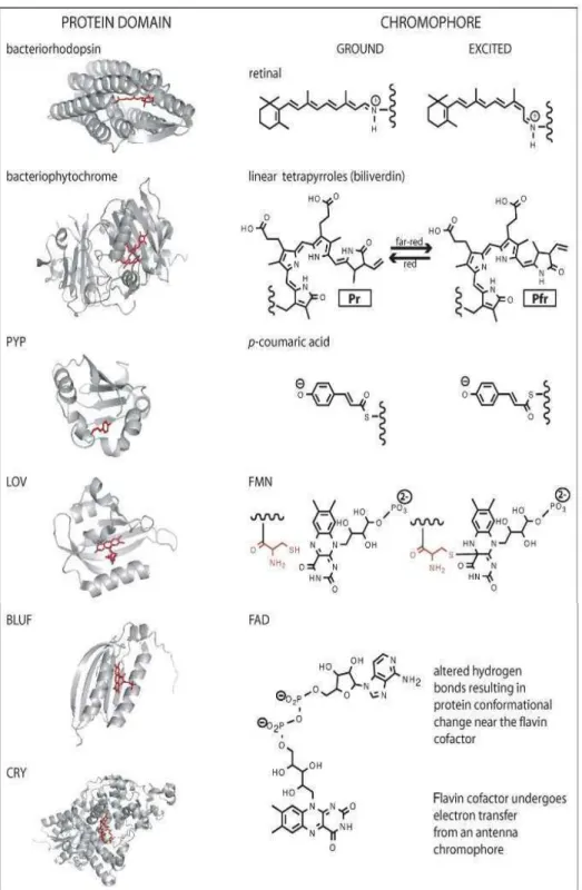 Figure  I.5  :  Résumé  des  structures  tri-dimensionnelles  des  domaines  protéiques  photo- photo-senseurs représentatifs et de leurs chromophores d’après Purcell et al