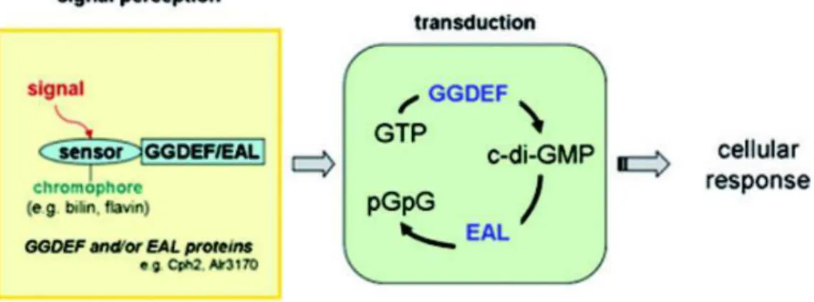 Figure  I.6  :  Exemple  de  la  signalisation  d’un  photosenseur  chez  les  cyanobactéries  d’après Montgomery et al