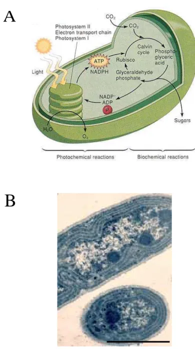 Figure I.7 : Localisation de la photosynthèse chez les plantes et les cyanobactéries 