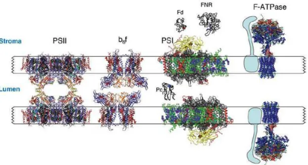 Figure  I.8  :  Schéma  de  l’architecture  des  complexes  membranaires  et  des  protéines  solubles du thylacoïde d’après Nelson 2006  