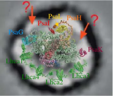 Figure  I.12  :  Structure  du  complexe  PSI  vu  du  côté  stromal  de  la  membrane  thylacoïdienne chez les plantes d’après Jensen et al