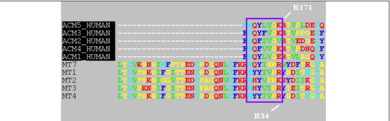 Figure 19: Alignement de séquence de la boucle II des toxines et de la boucle E2 des  récepteurs 