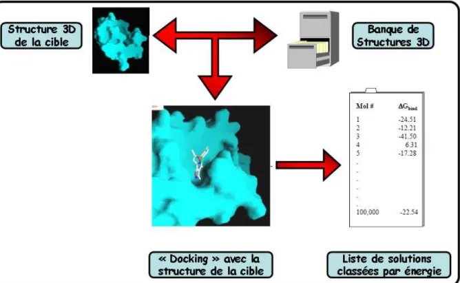 Figure  I-11 :  Utilisation  de  méthode  d’ancrage  pour  l’identification  de  molécules  guides  à  partir  de  la  seule  structure  tridimensionnelle de la cible