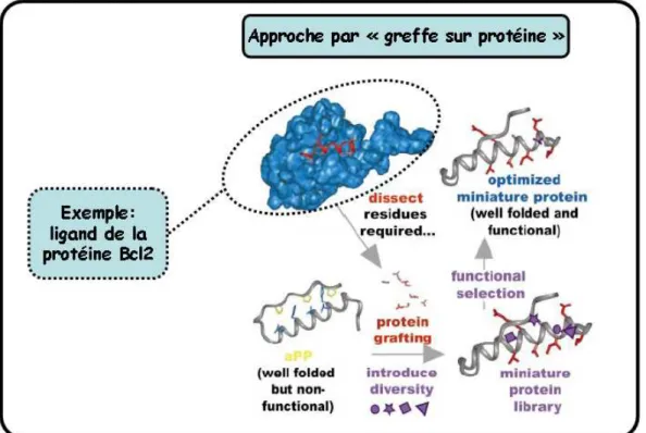 Figure I-25 : Approche de conception par greffe sur protéine. L’exemple montré correspond à la conception d’un ligand de  la protéine Bcl2