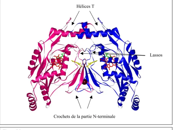 Figure I.9.  Représentation de la structure en dimère des monomères oxygénase de l’isoforme inductible de NOS humaine (iNOSoxy) [50]
