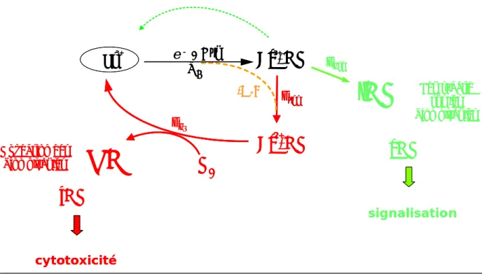 Figure I.14.  Partition du cycle catalytique des NOSs. Une voie conduit à la biosynthèse de NO (signalisation, ation de RNSs (cytotoxicité, cycle rouge)