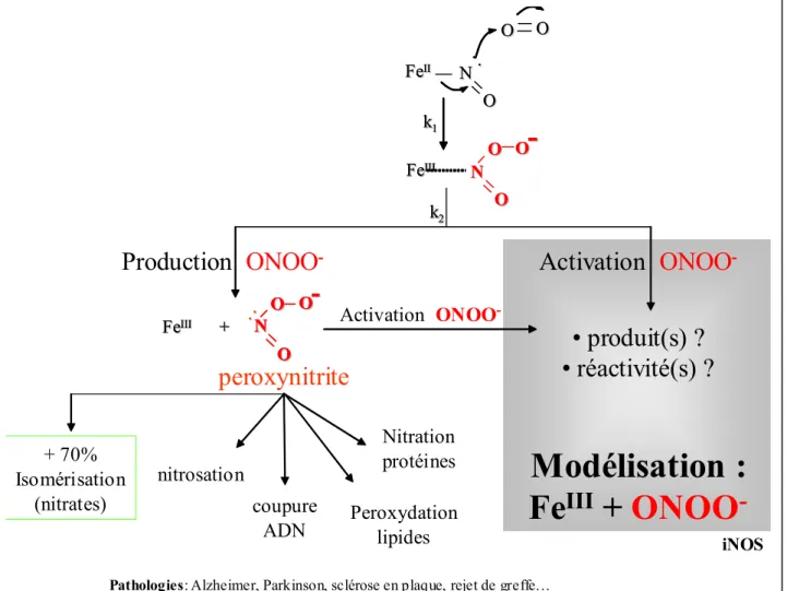 Figure I.15.  La réaction dite cytotoxique des NOSs : Fe II -NO + O 2 .